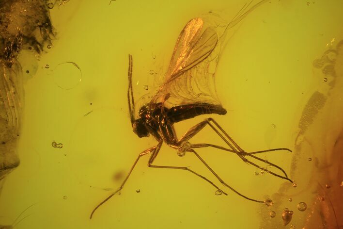 Fossil Fly (Diptera) In Baltic Amber #81677